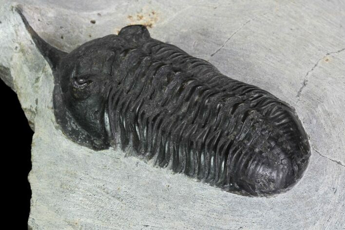 Bargain, Morocconites Trilobite Fossil - Morocco #100369